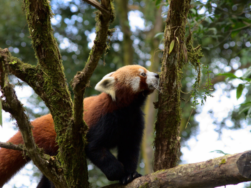 13 Days Wildlife Photography Tour