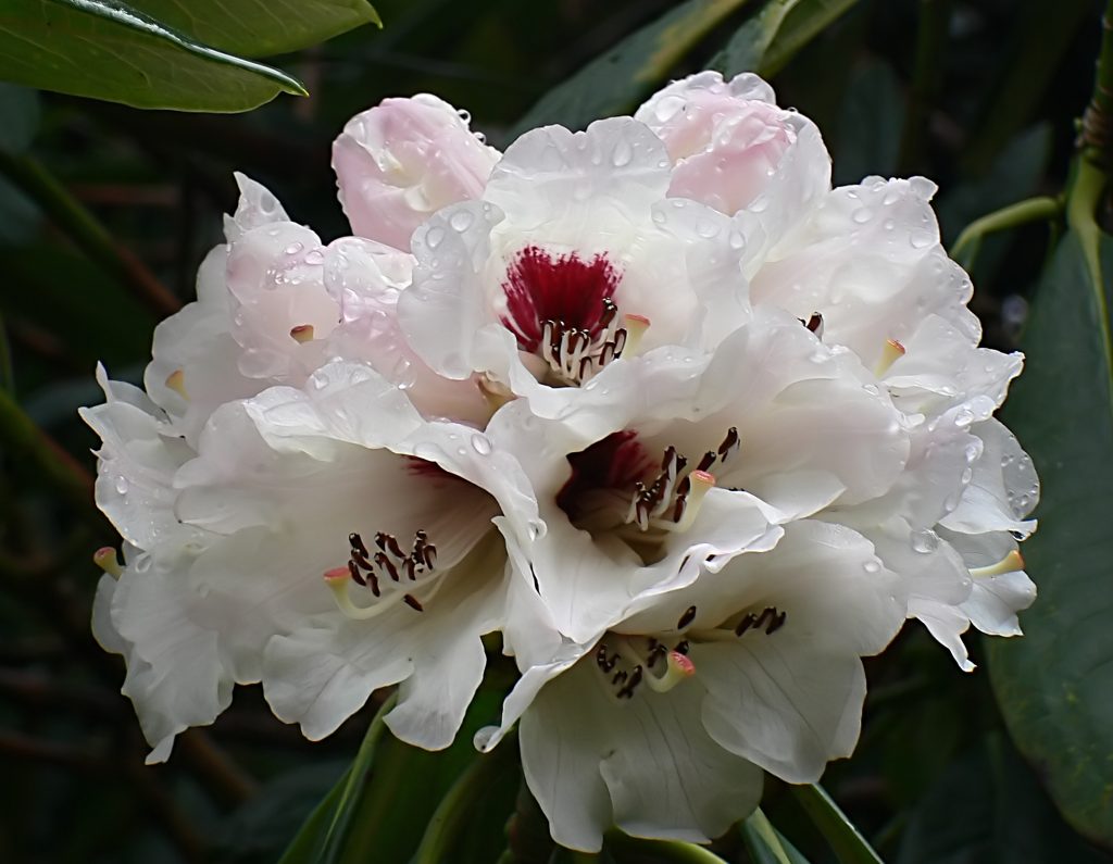 Rhododendron flowers in bloom